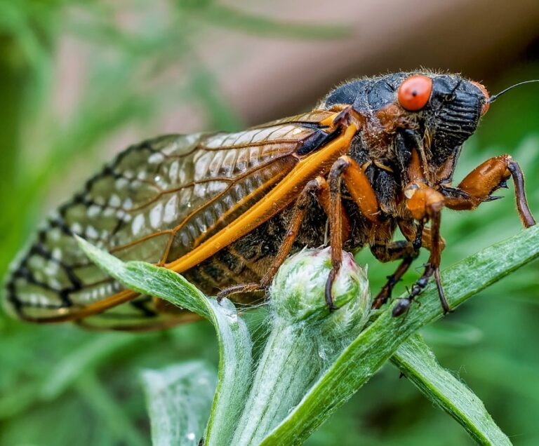 Cicadas and Your Air Conditioner - Cicadas Lead to Higher Energy Bills ...